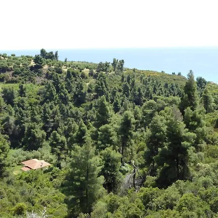 Feriehus Pine Tree *