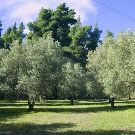 Feriehus Pine Tree *